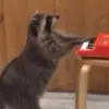 🌟 Эмодзи «Raccoon» для Telegram