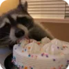 🌟 Эмодзи «Raccoon» для Telegram
