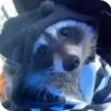 🌟 Эмодзи «Raccoon» для Telegram