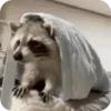 🌟 Эмодзи «Raccoon» для Telegram