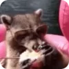 🌟 Эмодзи «Raccoon» для Telegram