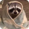 🌟 Эмодзи «Raccoon» для Telegram