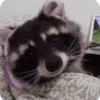 🌟 Эмодзи «Raccoon» для Telegram