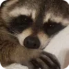 🌟 Эмодзи «Raccoon» для Telegram
