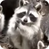 🌟 Эмодзи «Raccoon» для Telegram