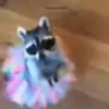 🌟 Эмодзи «Raccoon» для Telegram