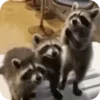 🌟 Эмодзи «Raccoon» для Telegram