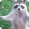 🌟 Эмодзи «Raccoon» для Telegram