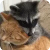 🌟 Эмодзи «Raccoon» для Telegram
