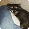 🌟 Эмодзи «Raccoon» для Telegram