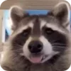 🌟 Эмодзи «Raccoon» для Telegram