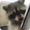 🌟 Эмодзи «Raccoon» для Telegram
