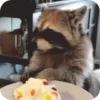 🌟 Эмодзи «Raccoon» для Telegram