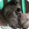 🌟 Эмодзи «Raccoon» для Telegram