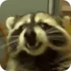 🌟 Эмодзи «Raccoon» для Telegram