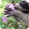 🌟 Эмодзи «Raccoon» для Telegram