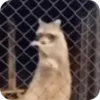 🌟 Эмодзи «Raccoon» для Telegram