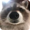 Эмодзи Raccoon для Telegram — скачать