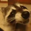 🌟 Эмодзи «Raccoon» для Telegram