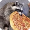 🌟 Эмодзи «Raccoon» для Telegram