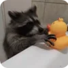 🌟 Эмодзи «Raccoon» для Telegram