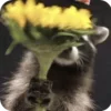 🌟 Эмодзи «Raccoon» для Telegram