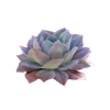 🌺 Эмодзи «Vibes» для Telegram