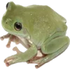 🐸 Эмодзи «Vibes» для Telegram