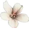 🤩 Эмодзи «Random #random» для Telegram