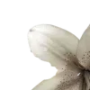 🪷 Эмодзи «Random #random» для Telegram