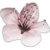 🤩 Эмодзи «Random #random» для Telegram