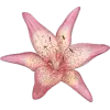 🤩 Эмодзи «Random #random» для Telegram