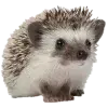 🤩 Эмодзи «Random #random» для Telegram