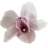 🪷 Эмодзи «Random #random» для Telegram