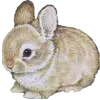 🤩 Эмодзи «Random #random» для Telegram