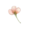 ⭐ Эмодзи «Ёжик» для Telegram