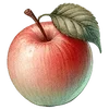 ⭐ Эмодзи «Ёжик» для Telegram