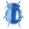 🤩 Эмодзи «Random Blue» для Telegram
