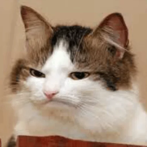 😒 Стикер «Yet another kang pack» для Telegram
