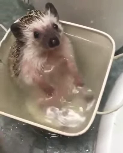 🛁 Стикер «randomsticksff» для Telegram