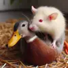 🦆 Эмодзи «Rat» для Telegram