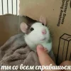 🤩 Эмодзи «Крысы» для Telegram