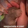 🤩 Эмодзи «Крысы» для Telegram