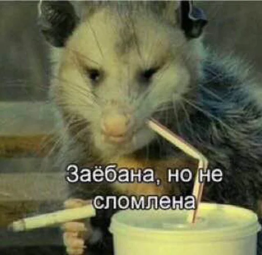 🤡 Стикер «Крысиноэ» для Telegram
