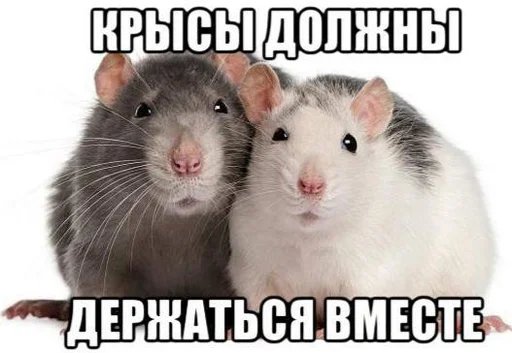 👭 Стикер «Крысиноэ» для Telegram
