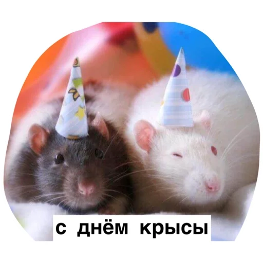 🥳 Стикер «Крысиноэ» для Telegram