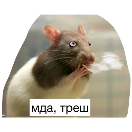 🤯 Стикер «Крысиноэ» для Telegram