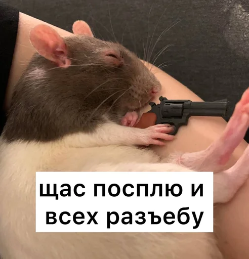 😴 Стикер «Крысиноэ» для Telegram
