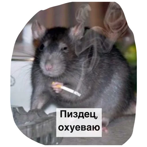 🤦‍♀️ Стикер «Крысиноэ» для Telegram