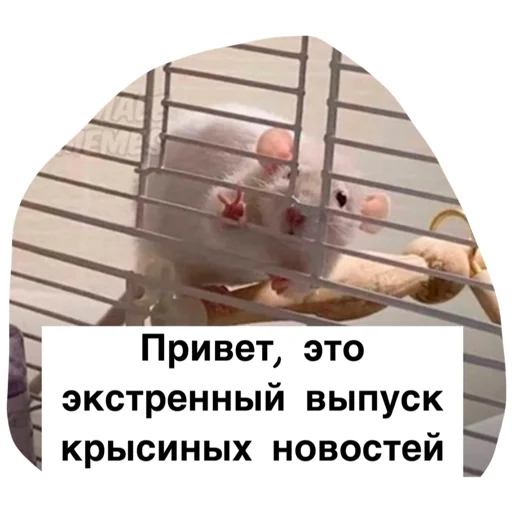 Стикерпак Крысиноэ для Telegram — скачать